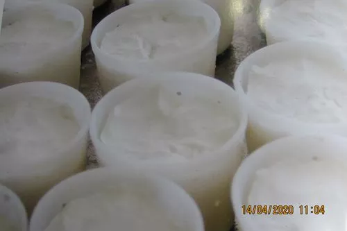 Petits flans de parmesan, tomate confite